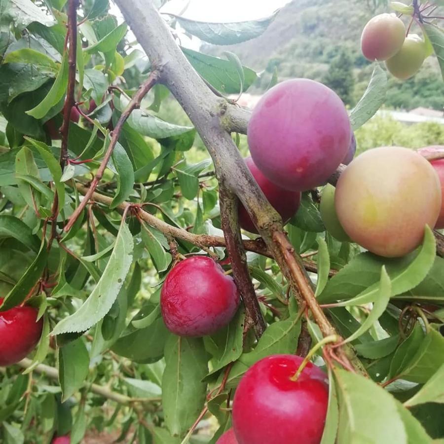 Finca Los Arcos Del Laurel Moya  Kültér fotó