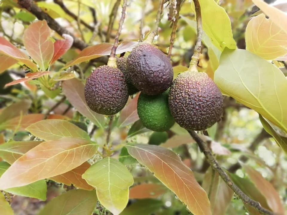 Finca Los Arcos Del Laurel Moya  Kültér fotó