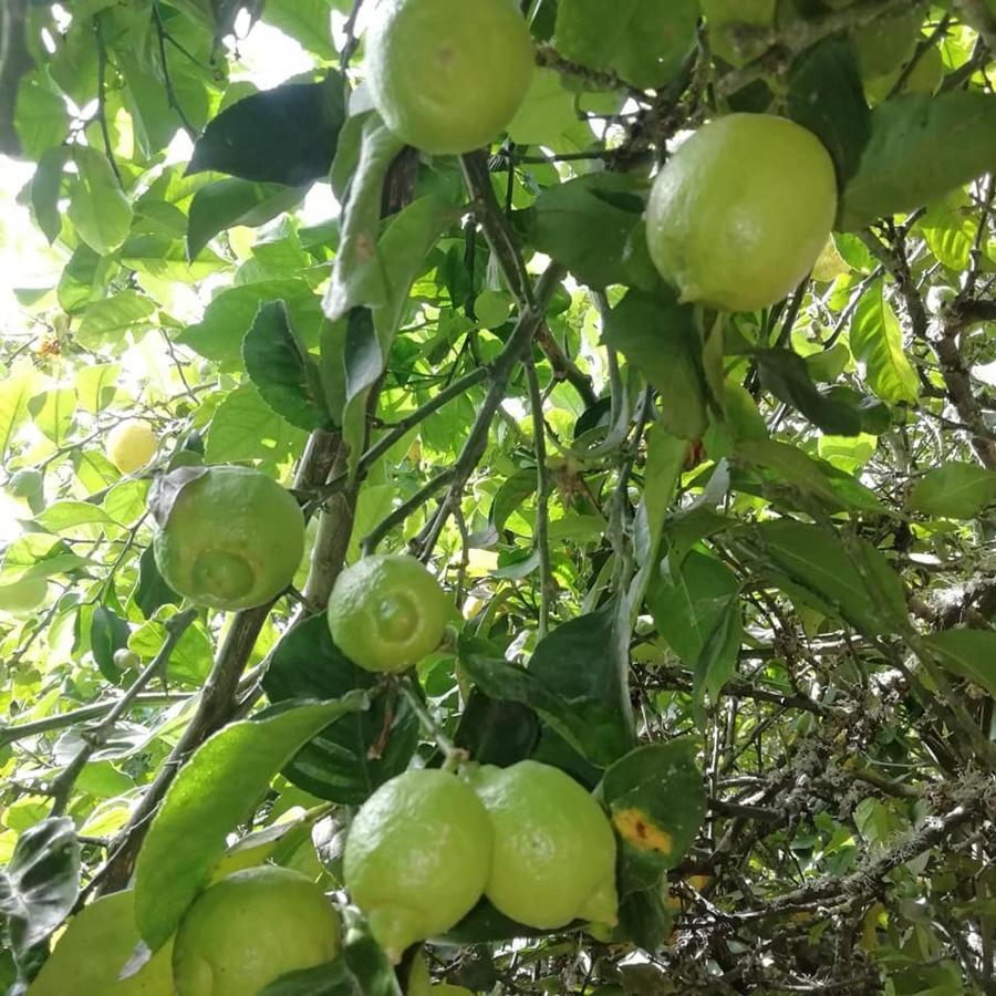 Finca Los Arcos Del Laurel Moya  Kültér fotó