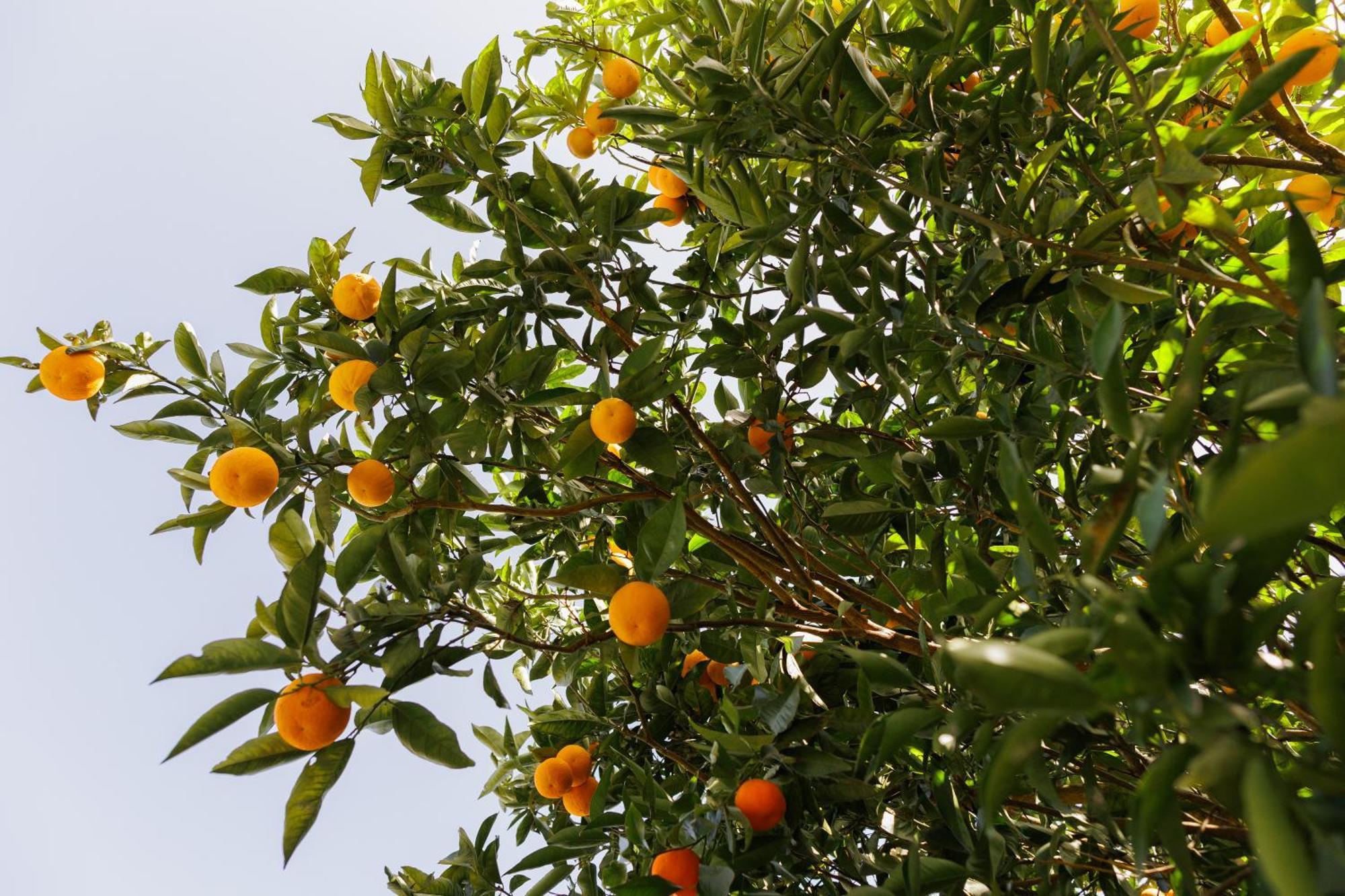 Finca Los Arcos Del Laurel Moya  Kültér fotó