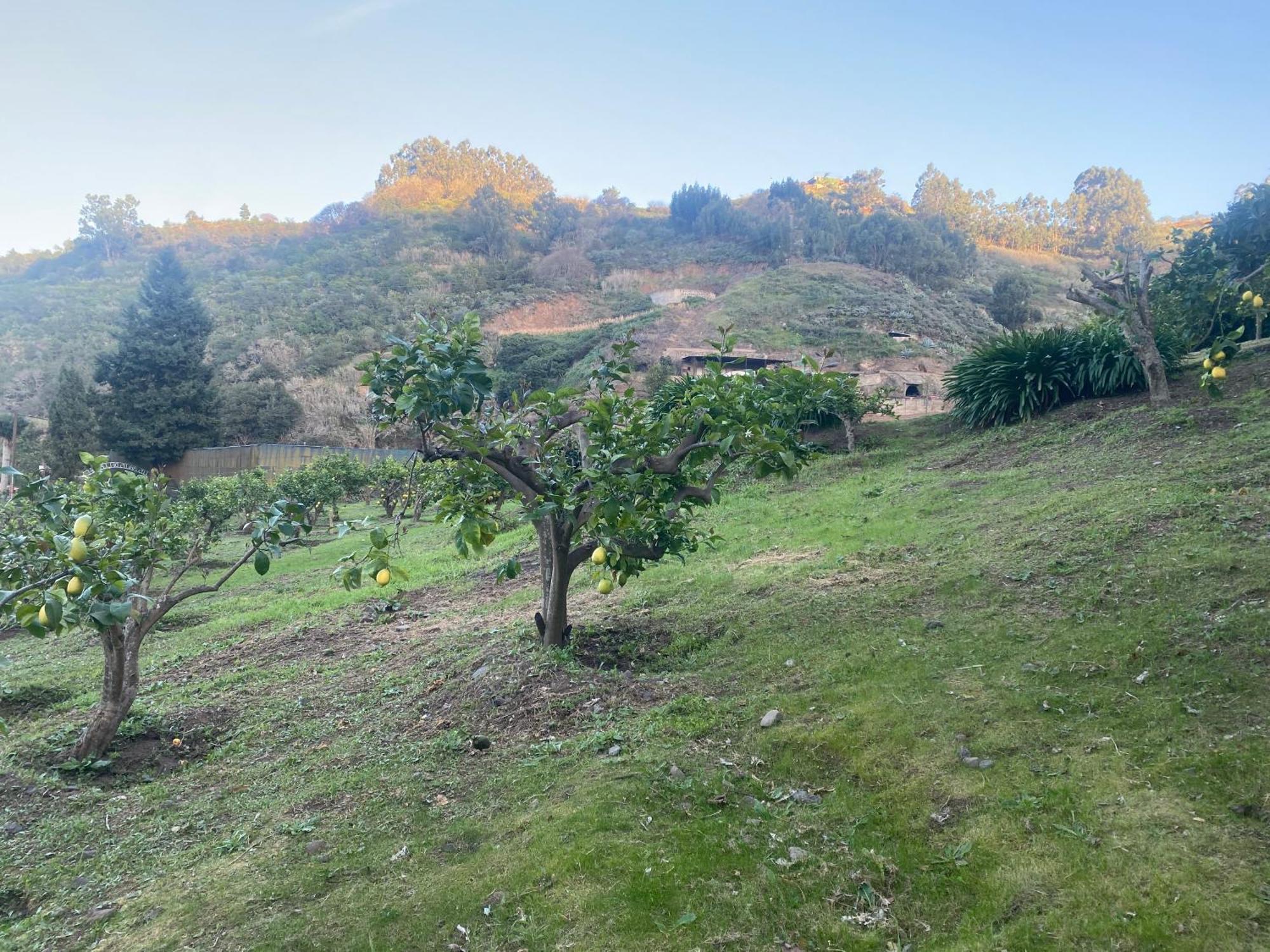 Finca Los Arcos Del Laurel Moya  Kültér fotó