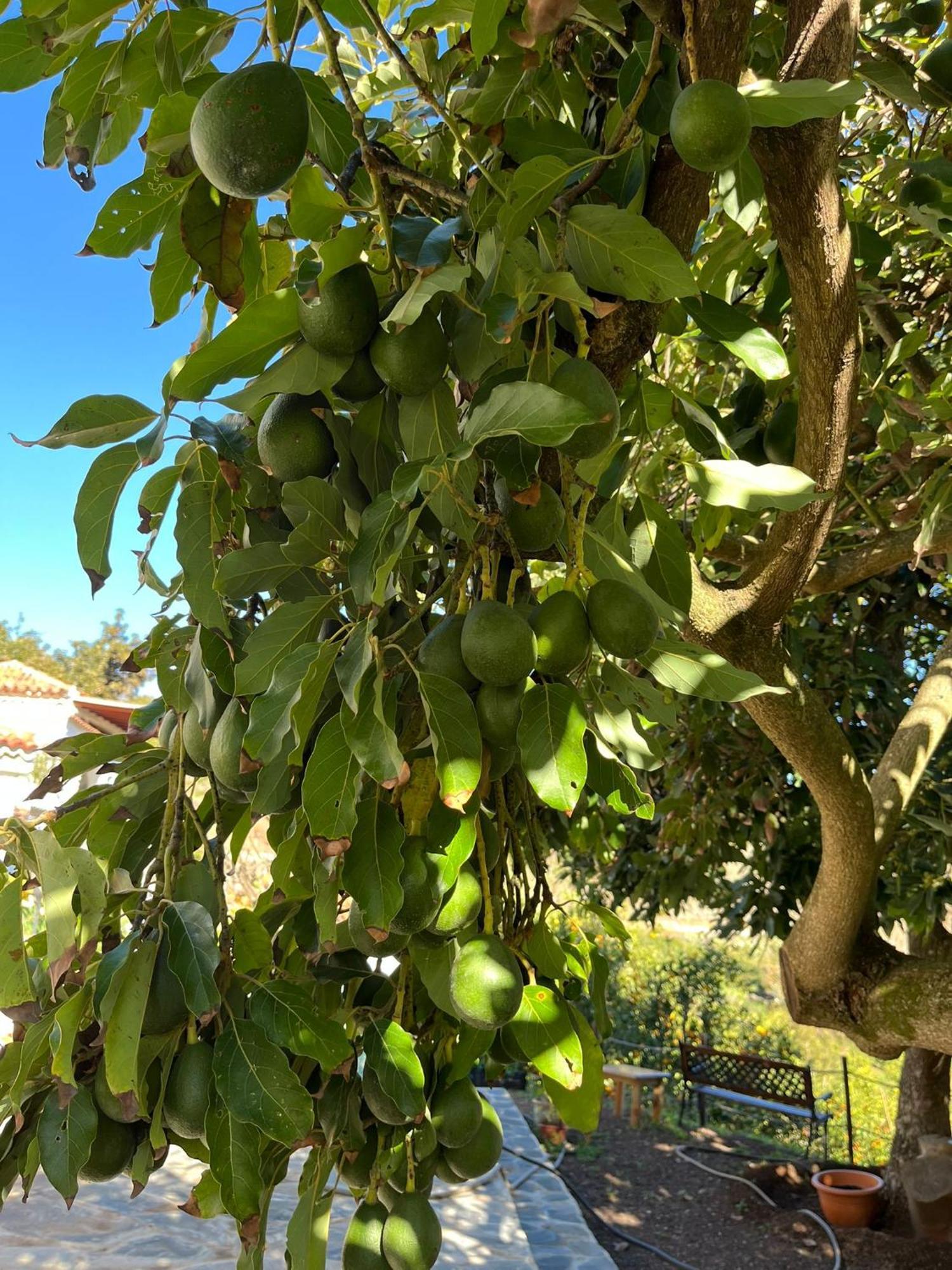 Finca Los Arcos Del Laurel Moya  Kültér fotó