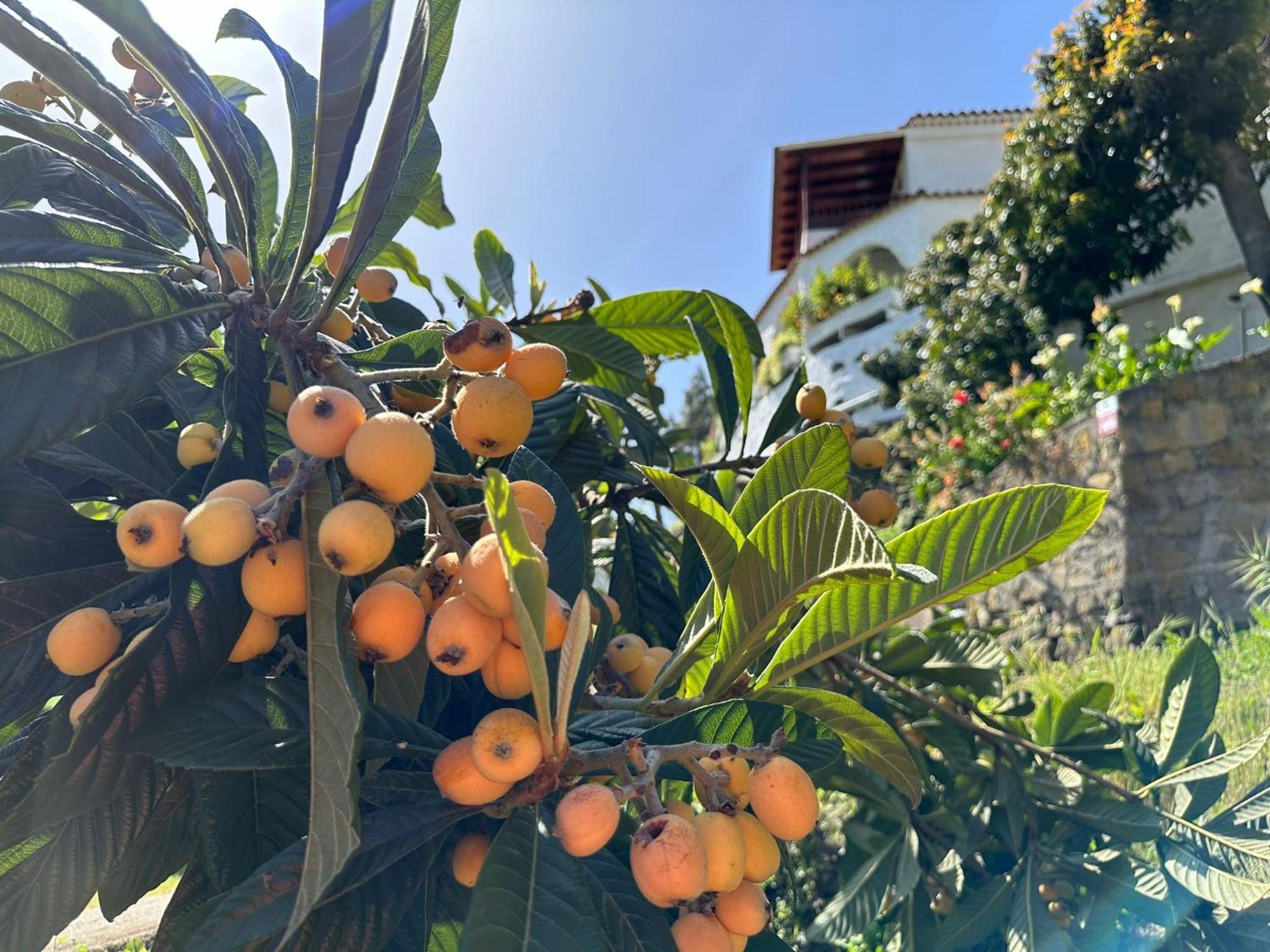 Finca Los Arcos Del Laurel Moya  Kültér fotó