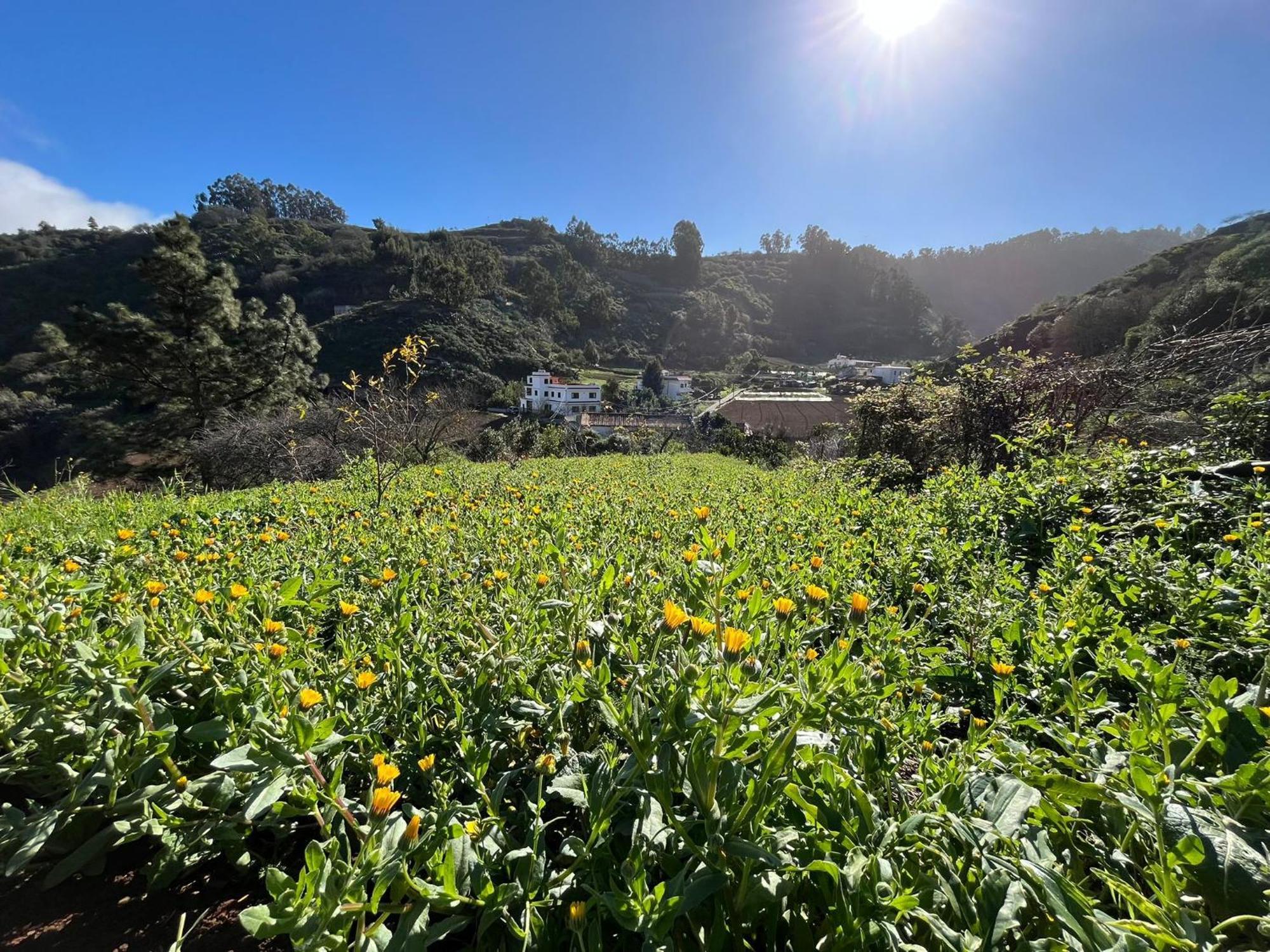 Finca Los Arcos Del Laurel Moya  Kültér fotó